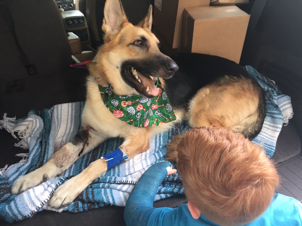 В США собака спасла ребенка, приняв на себя укусы гремучей змеи 3 HT_GermanShepherd1_mm_160513_4x3_992