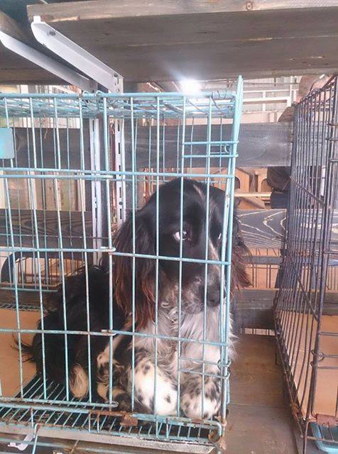 18109476_1644343065581205_1413649776_n