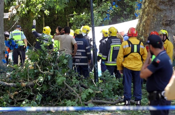 11 человек погибли при падении дерева в Португалии
