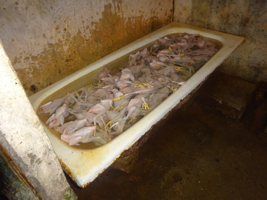 В Баку обнаружен еще один подпольный куриный цех 7 В Баку обнаружен еще один подпольный куриный цех