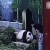 panda-kafesine-izinsiz-giren-adami-gureserek-kacirdi-1236318
