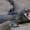 komodo-ejderi-turiste-saldirdi-9060315