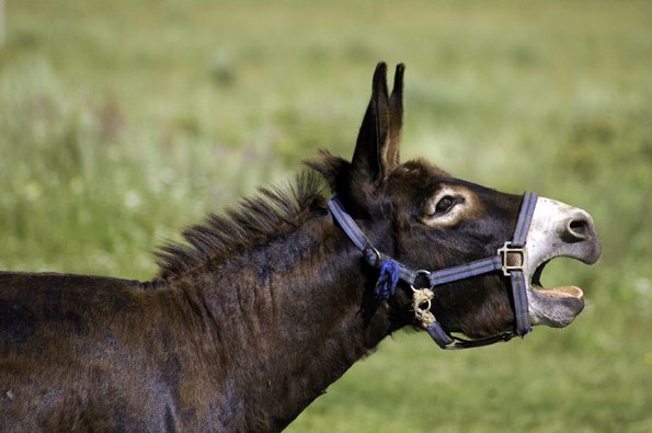 В молоке с ослиной фермы в Баку обнаружена вредная бактерия