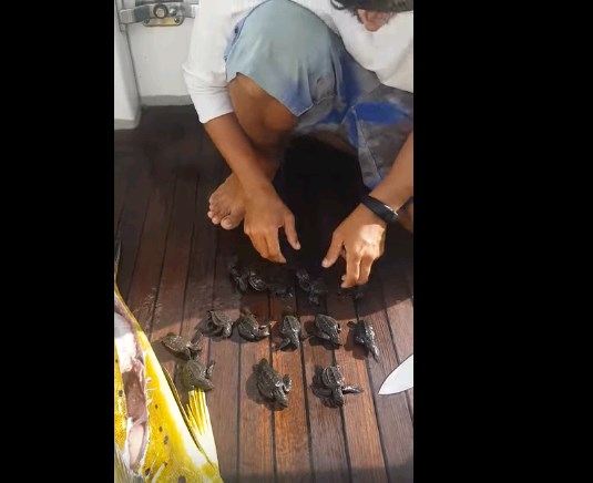 В желудке гигантской рыбы обнаружили десятки черепах