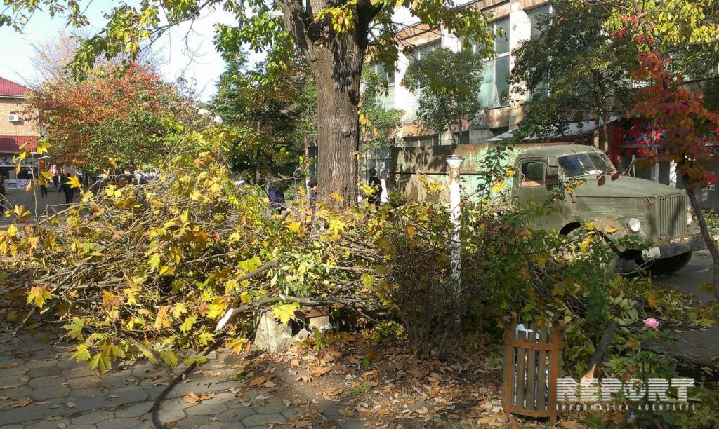 В Лянкяране повалившееся дерево оставило без света половину города