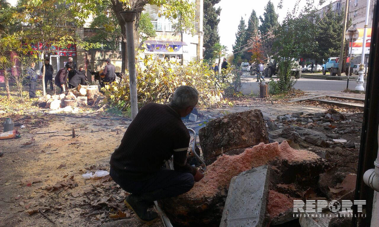 В Лянкяране повалившееся дерево оставило без света половину города
