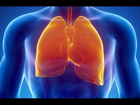 Учёные рассказали, как очистить лёгкие от никотина
