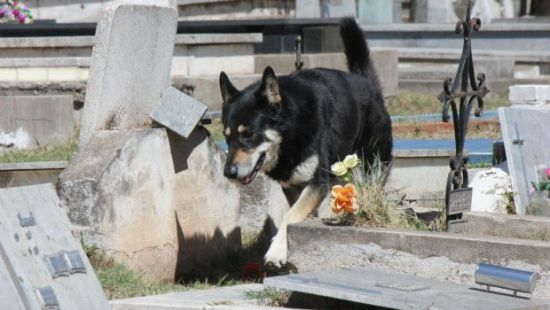 В Аргентине собака 11 лет жила на могиле своего хозяина