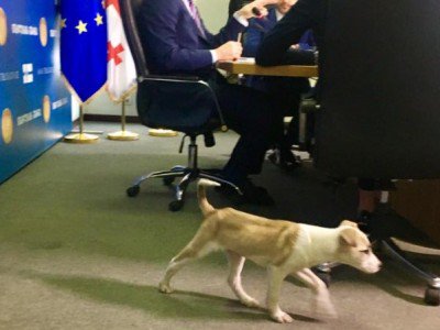 Каладзе пришел на заседание тбилисского правительства с щенком