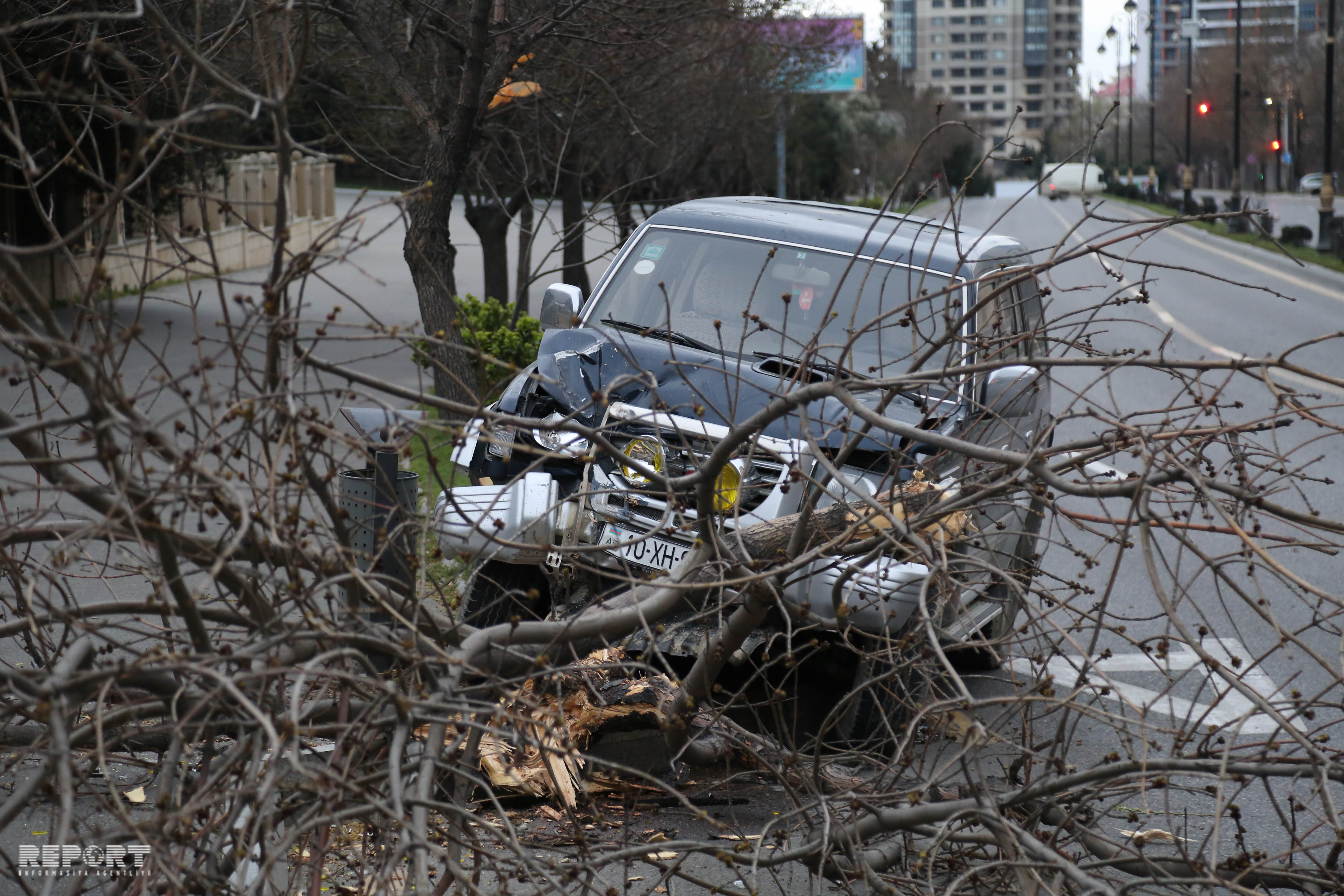 В Баку из-за сильного ветра автомобиль врезался в дерево