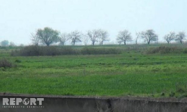 Кура мелеет