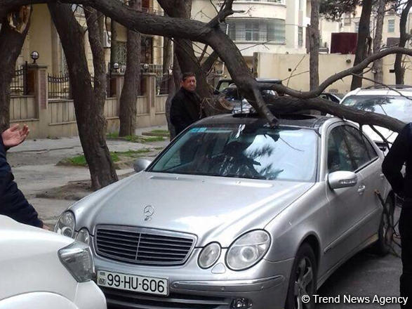Сильный ветер повалил в Баку десятки деревьев