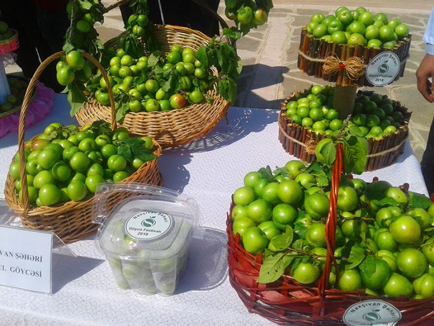 В Нахчыване прошел Фестиваль алычи гёйче