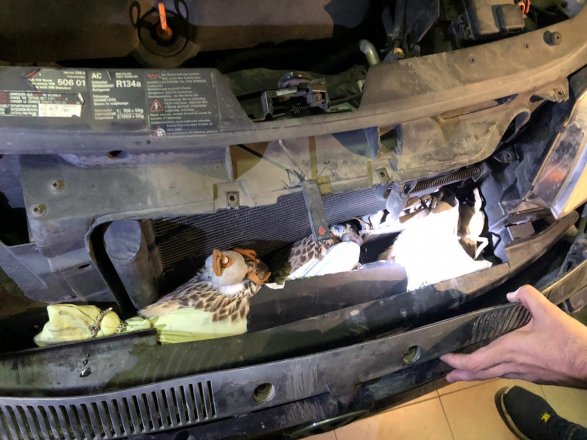 В Дагестане задержан азербайджанец, пытавшийся вывезти под капотом краснокнижных соколов