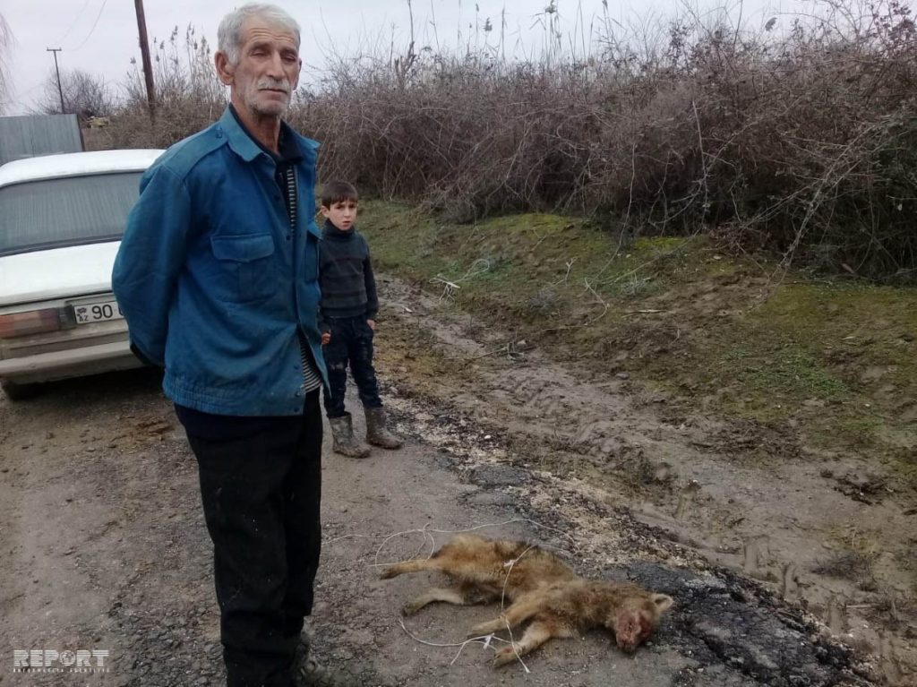 В Хаджигабульском районе шакал напал на местного жителя