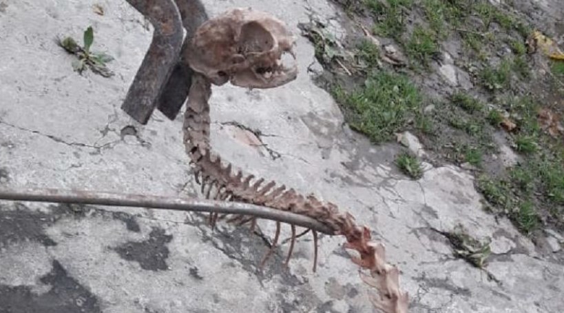 Житель Огуза нашел в подвале скелет неизвестного животного
