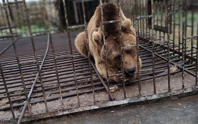Найденного в частном хозяйстве медведя отпустят на волю
