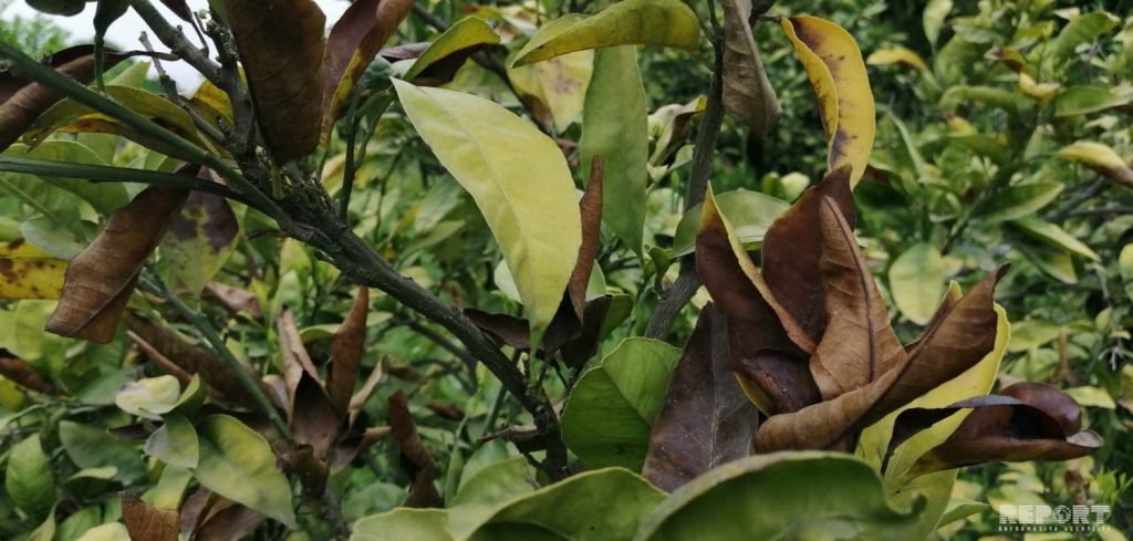 Цитрусовые сады Астары поразила неизвестная болезнь