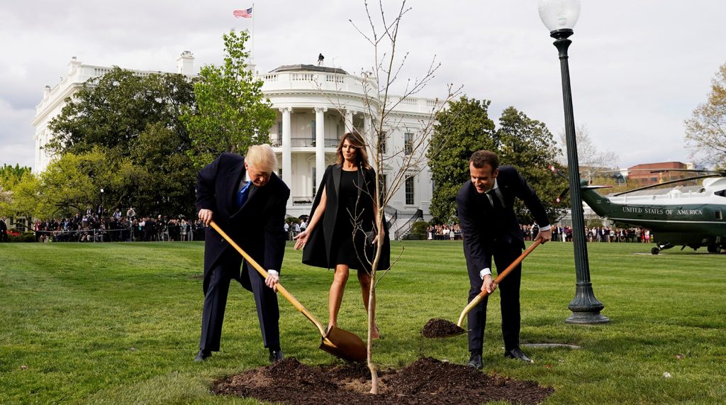 Погиб посаженный Макроном и Трампом дуб
