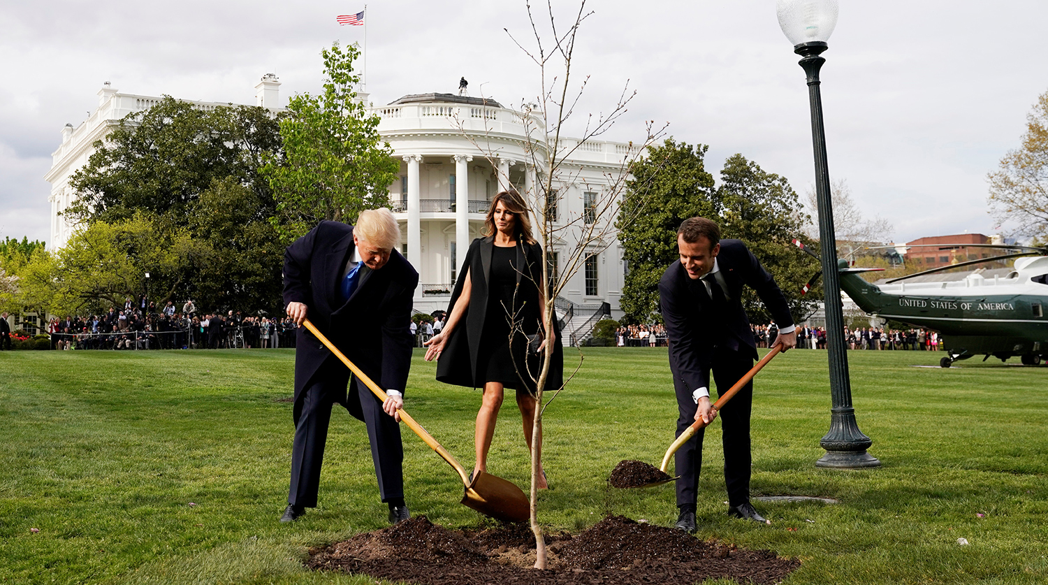 Погиб посаженный Макроном и Трампом дуб