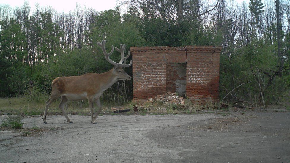 Дикие животные в Чернобыльской зоне. Фотографии