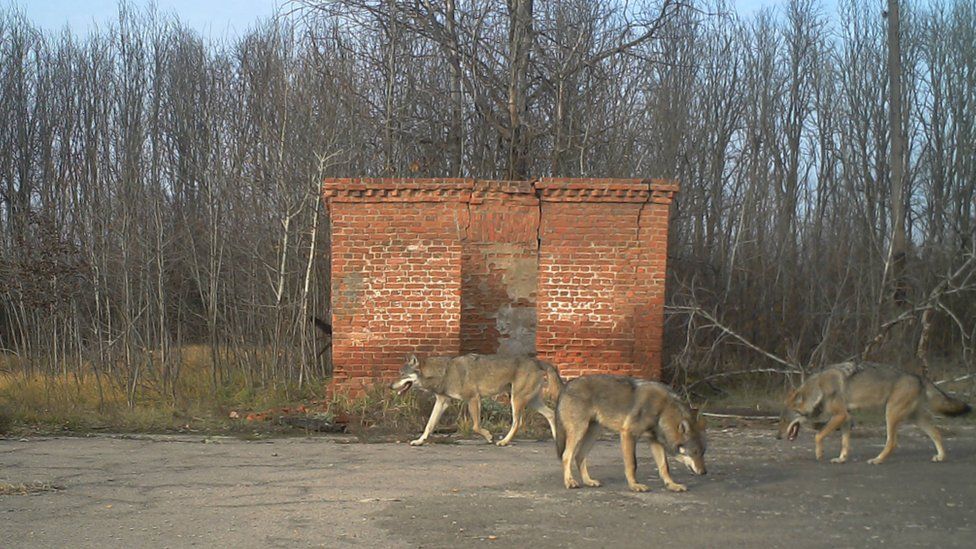 Дикие животные в Чернобыльской зоне. Фотографии