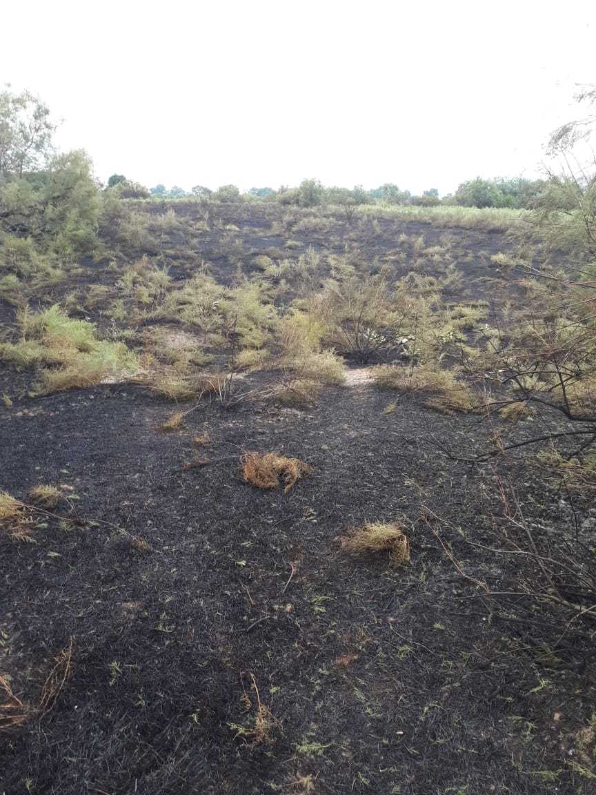 Потушен пожар в лесничестве Джырдахан