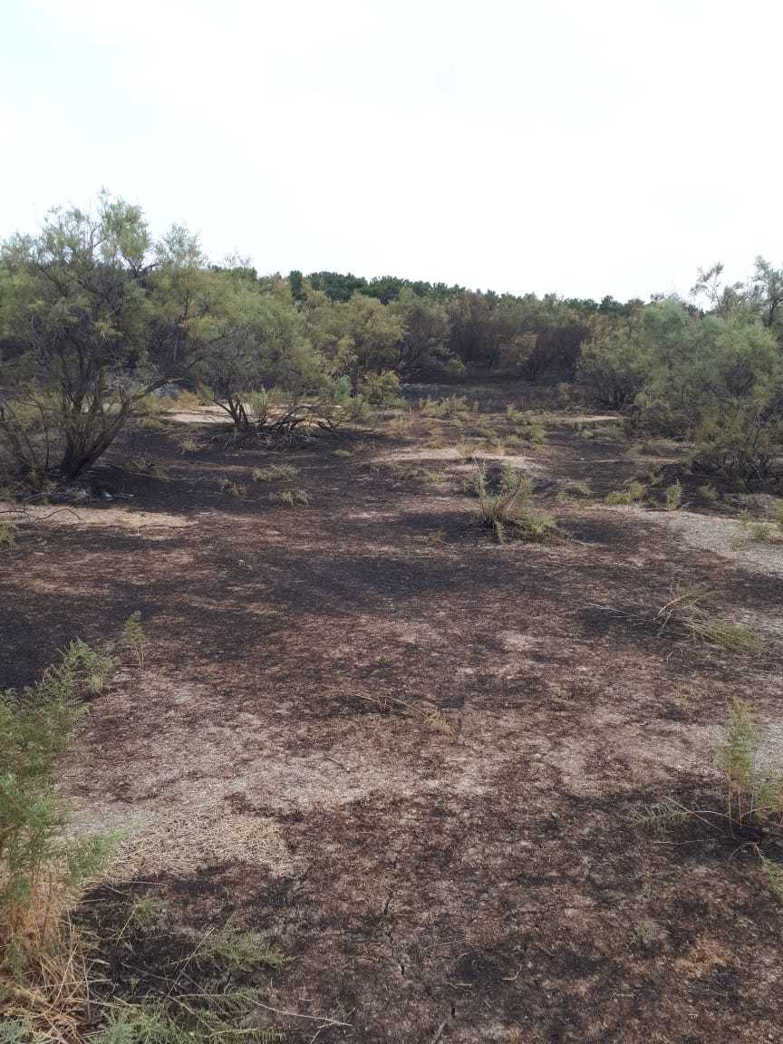 Потушен пожар в лесничестве Джырдахан