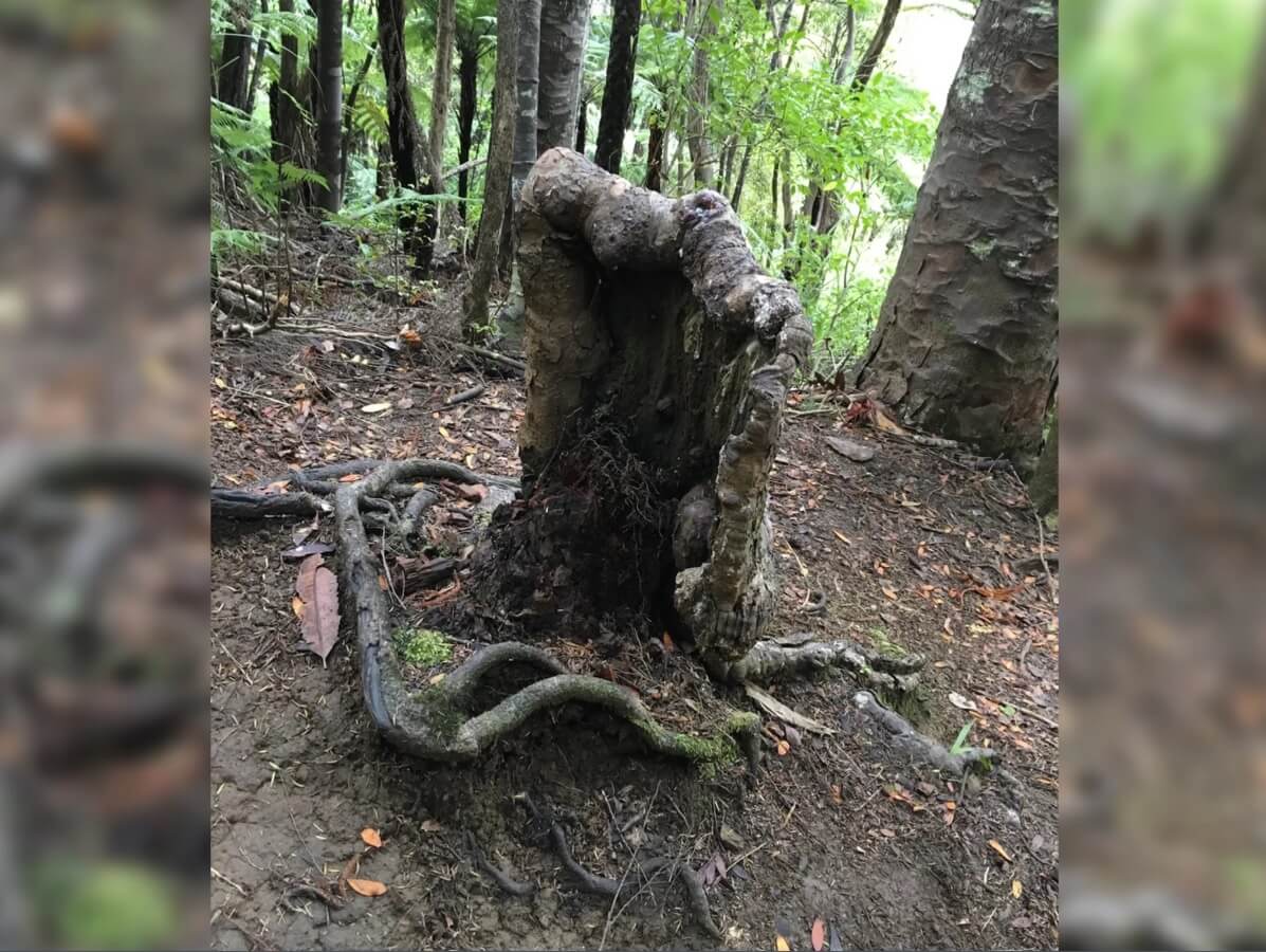 Пень-зомби обнаружен в Новой Зеландии