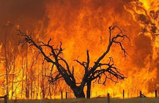 Пожары на Канарах привели к эвакуации более тысячи человек