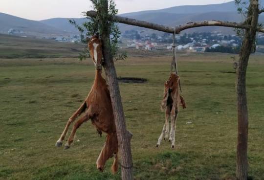 Задержан житель Дашкесана, подвесивший туши убитых лошадей