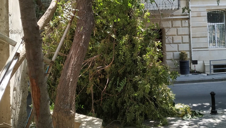 В Сумгайыте на голову 10-летней девочки упала ветка дерева