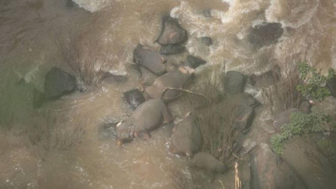 Пять слонов погибли, пытаясь вытащить из водопада слоненка