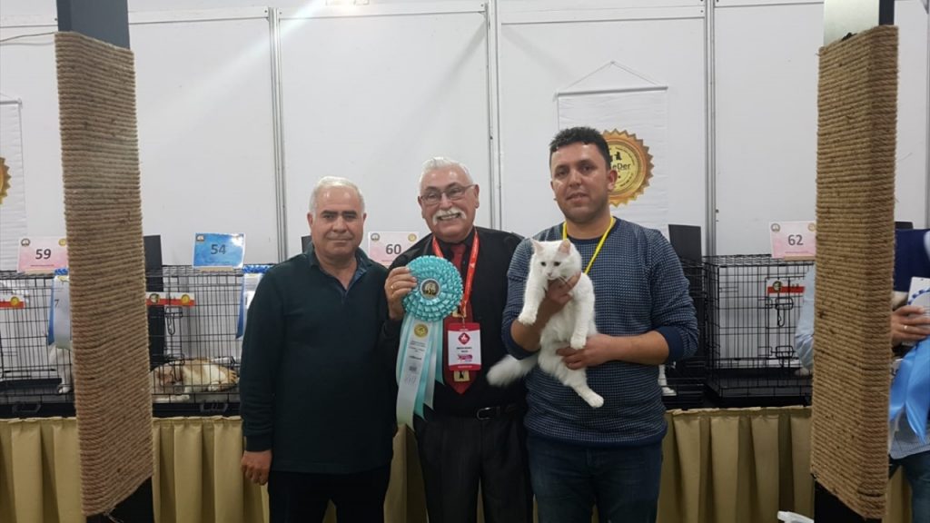 В Турции выбрали самую красивую кошку мира-2019