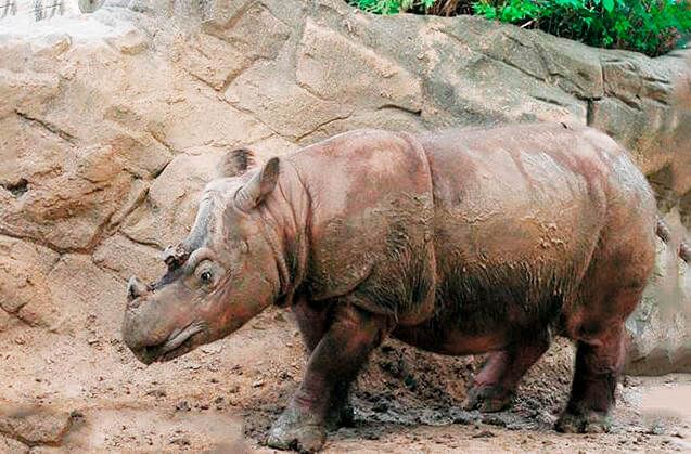 Последний суматранский носорог умер в Малайзии