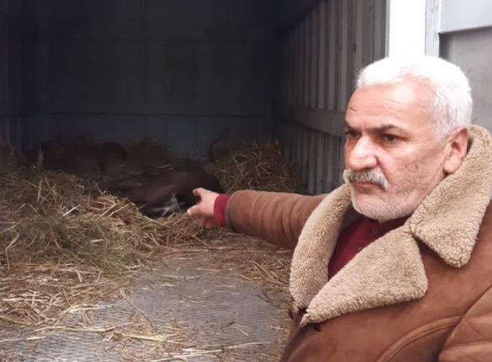 В Габале пытались продать краснокнижных оленей