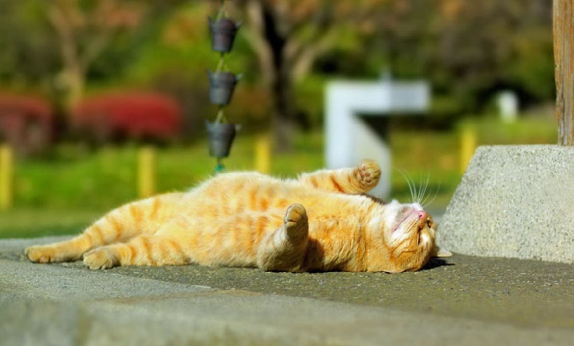 В Азербайджане будет +20 ºC