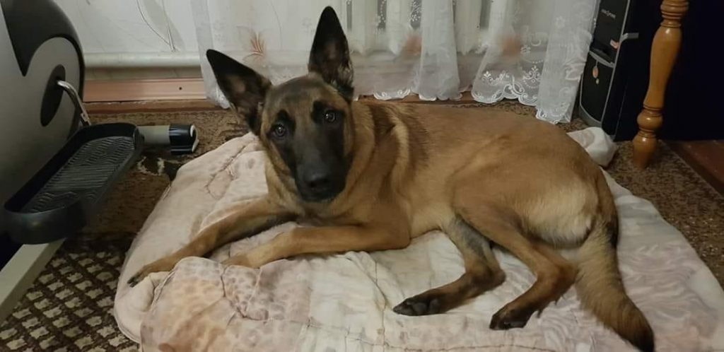 Украинка спаслась благодаря своей собаке