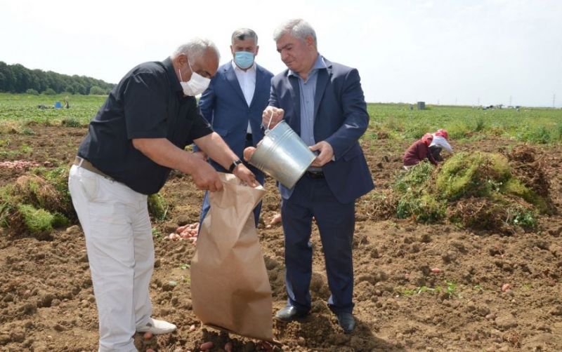 Глава ИВ Масаллинского района приехал на поле и собрал урожай картофеля