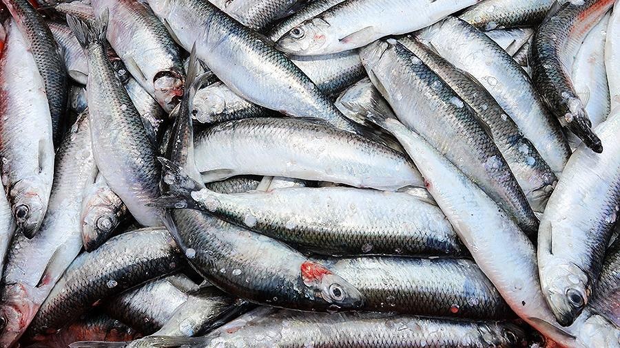 Немецких врачей отблагодарят селедкой