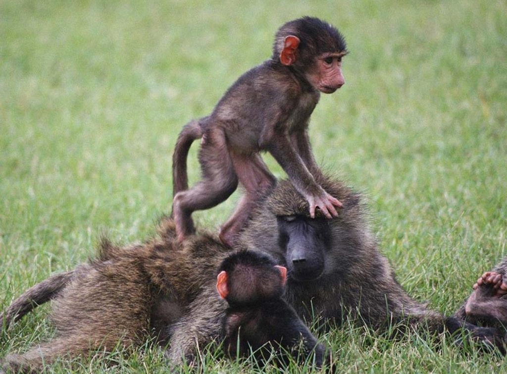 Диких животных стало на 68% меньше всего за 36 лет