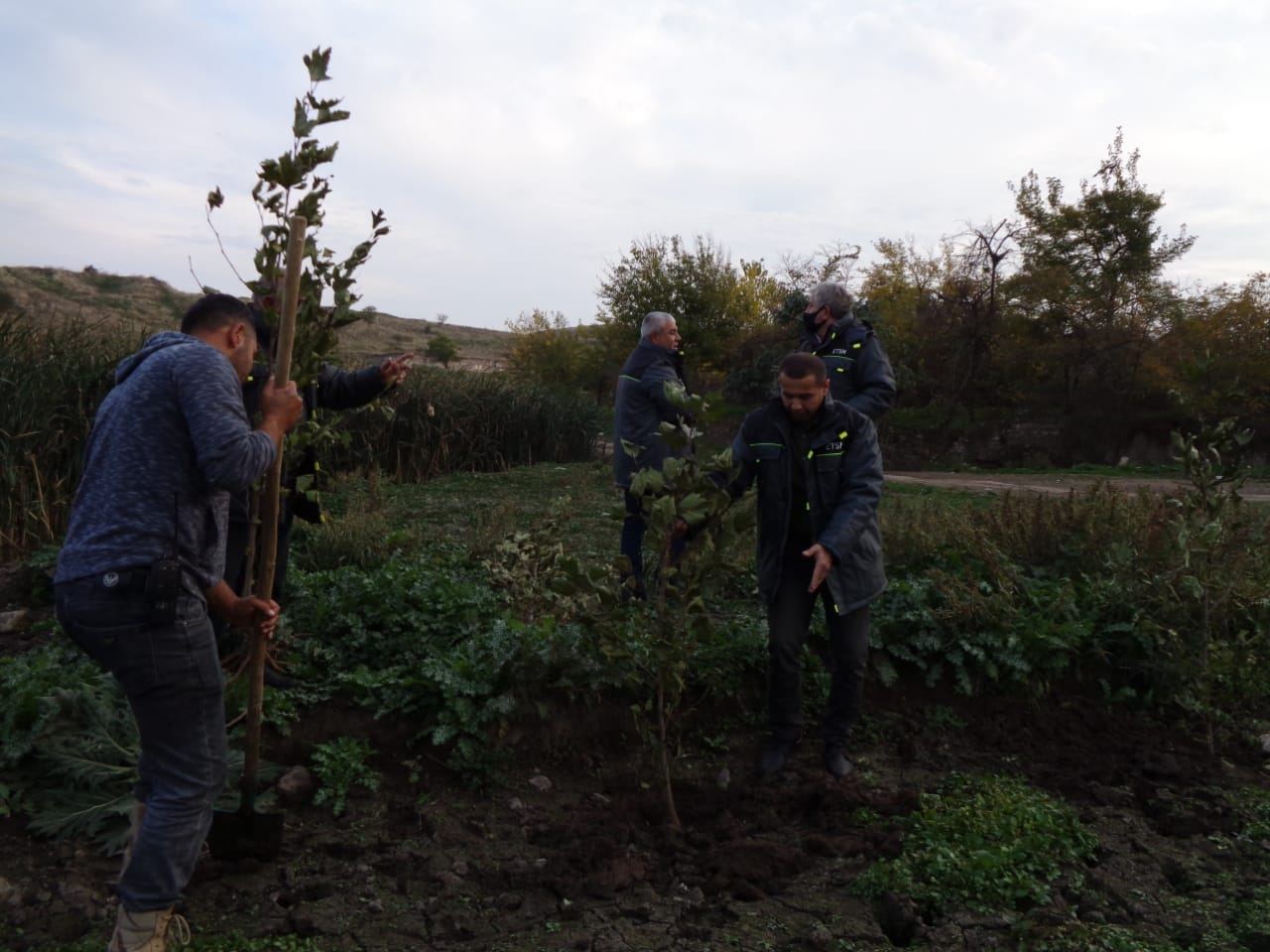 В освобожденном от оккупации селе Гаргабазар Физулинского района посажены платаны