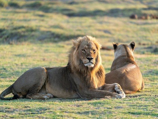 В зоопарке Барселоны 4 льва заразились коронавирусом