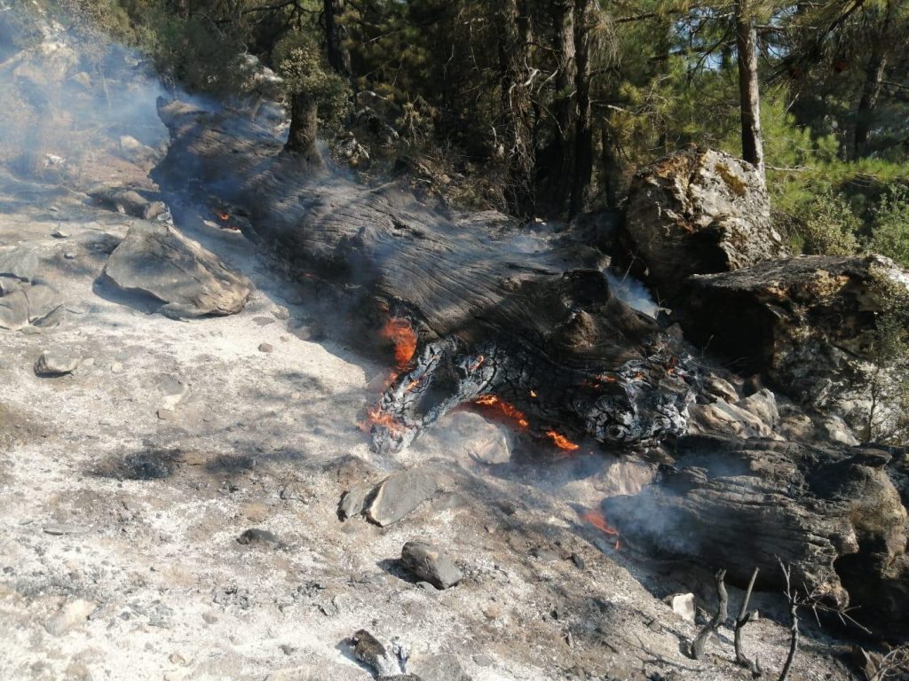 Пожар в Турции спалил десятки столетних деревьев