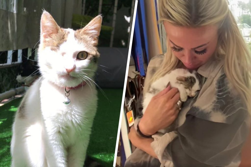 Британка потратила свои сбережения, чтобы спасти котов, которых нашла в Турции