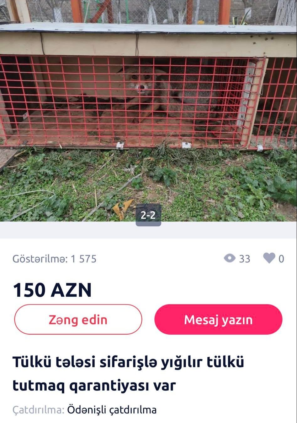 В Азербайджане появились живодеры, торгующие лисьими шкурами: фото