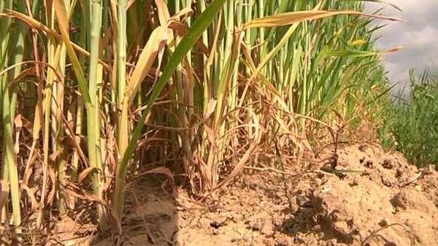 Власти Франции ограничивают расход воды из-за засухи