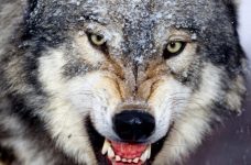 В Загатале волк ворвался во двор к местному жителю