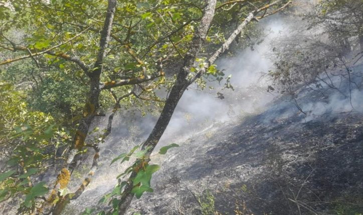 В Лянкяране локализован пожар в горной местности