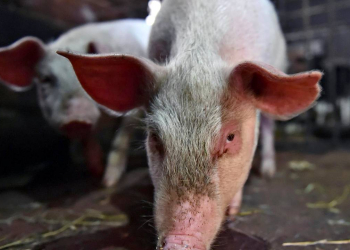 Азербайджан импортировал свинину на 4 млн долларов